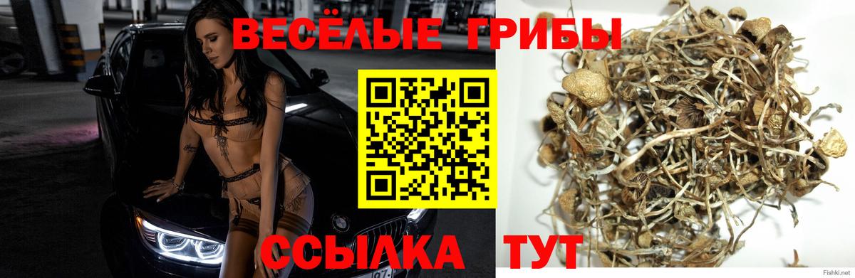 Псилоцибиновые грибы Psilocybe  Галлюциногенные грибы MAGIC MUSHROOMS  продажа наркотиков  Шебекино  Вход с VPN 